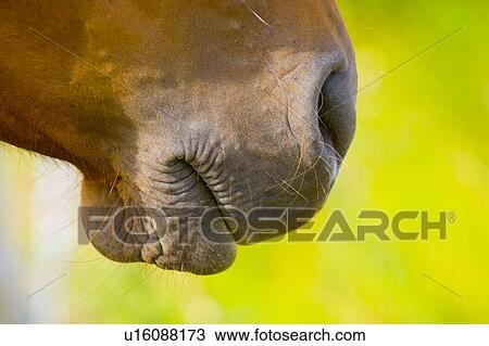 Close up of horse nose and mouth View Large Photo Image Stock Image - Close up of horse nose and mouth. Fotosearch