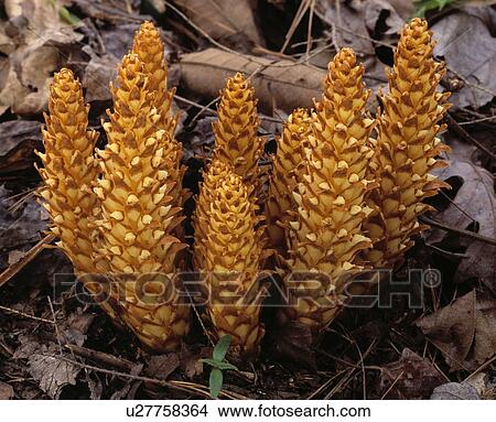 Picture - Close up of womanroot, also know as cancer root. Fotosearch