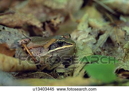 Close up of wood frog View Large Photo Image Stock Photography - Close up of wood frog. Fotosearch