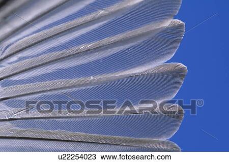 Close up of Yellow Warbler wing feather View Large Photo Image Stock Image - Close up of Yellow Warbler wing feather. Fotosearch