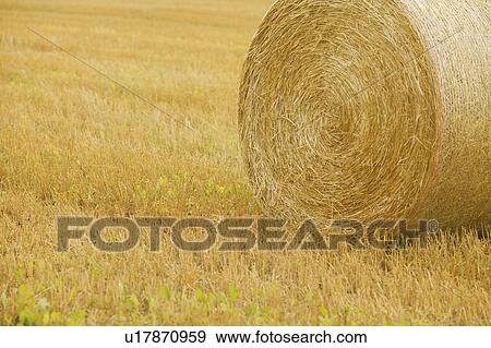 Closeup of a bale of hay View Large Photo Image Stock Photo - Closeup of a bale of hay. Fotosearch