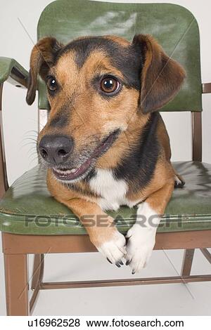 Stock Photo - Closeup of a dog. Fotosearch