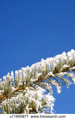 Closeup of a frosty branch View Large Photo Image Stock Photo - Closeup of a frosty branch. Fotosearch