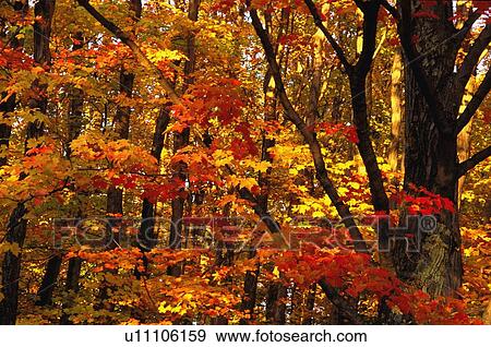 Closeup of autumn branches View Large Photo Image Stock Photo - Closeup of autumn branches. Fotosearch