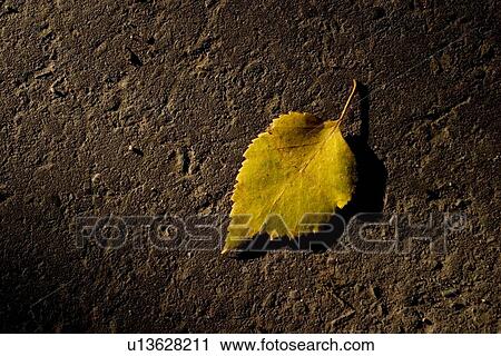 Closeup of autumn leaf View Large Photo Image Stock Image - Closeup of autumn leaf. Fotosearch
