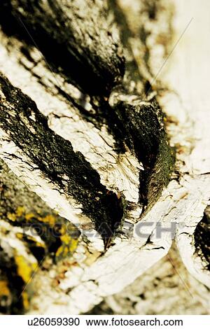 Stock Image - Closeup of bark. Fotosearch