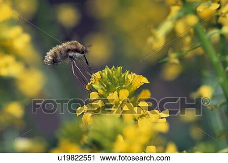 Stock Image - Closeup of bee fly on flower. Fotosearch