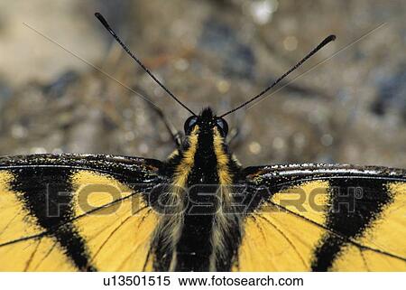 Closeup of butterfly View Large Photo Image Stock Photography - Closeup of butterfly. Fotosearch