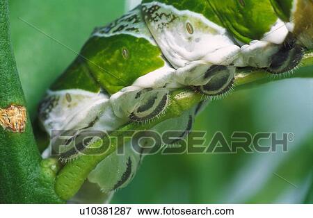 Stock Photo - Closeup of caterpillar. Fotosearch