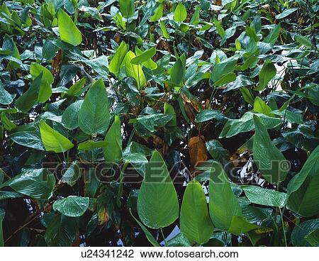 Closeup of foliage in rainforest View Large Photo Image Stock Image - Closeup of foliage in rainforest. Fotosearch