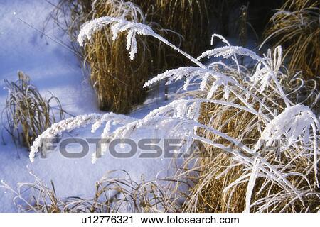 Stock Image - Closeup of frost on grasses. Fotosearch