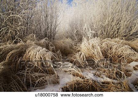 Stock Photo - Closeup of frosty grass. Fotosearch
