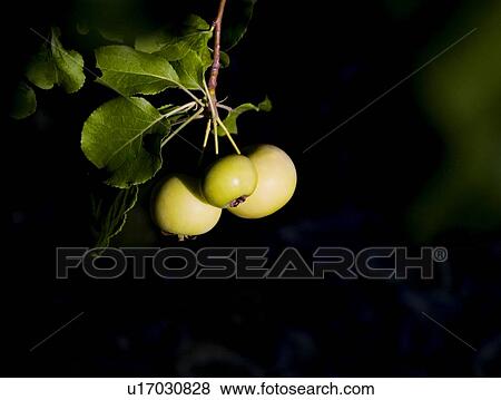 Stock Photo - Closeup of fruit. Fotosearch