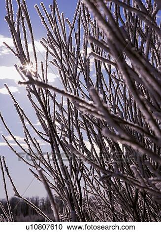 Stock Image - Closeup of hoarfrost. Fotosearch