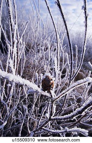 Closeup of hoarfrost View Large Photo Image Stock Image - Closeup of hoarfrost. Fotosearch