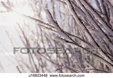 Closeup of hoarfrost View Large Photo Image Stock Photo - Closeup of hoarfrost. Fotosearch