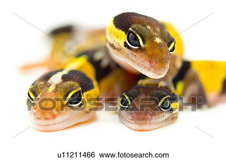 Closeup of lizards' eyes View Large Photo Image Stock Photograph - Closeup of lizards' eyes. Fotosearch