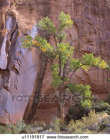 Cottonwood tree by a cliff View Large Photo Image Stock Photo - Cottonwood tree by a cliff. Fotosearch