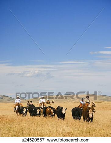 Cowboys on horseback View Large Photo Image Stock Photo - Cowboys on horseback. Fotosearch