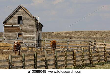 Stock Photo - Cows in corral. Fotosearch