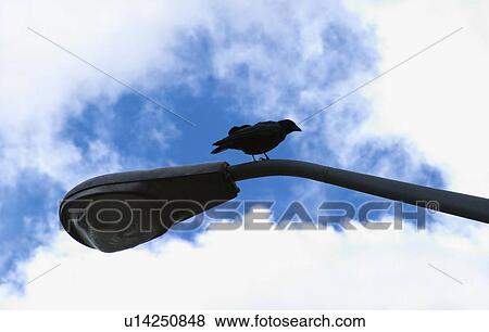 Crow on street light View Large Photo Image Stock Photo - Crow on street light. Fotosearch