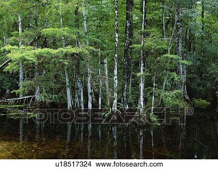 Cypress forest at water edge View Large Photo Image Picture - Cypress forest at water edge. Fotosearch