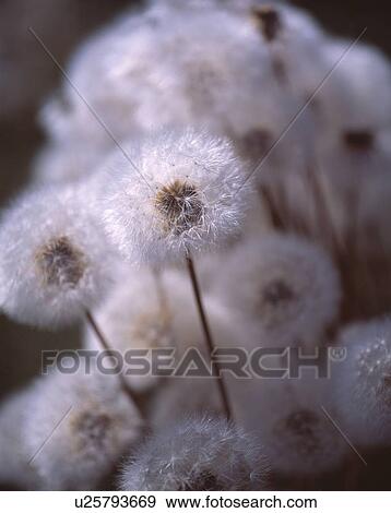 Dandelion flowers View Large Photo Image Stock Photo - Dandelion flowers. Fotosearch