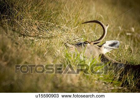 Dead animal lying in grass View Large Photo Image Stock Image - Dead animal lying in grass. Fotosearch