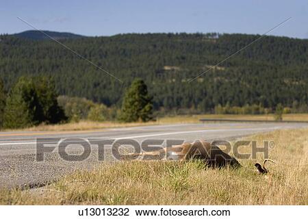 Stock Image - Dead animal on side of road. Fotosearch