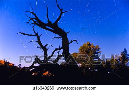 Dead tree with star trails in the sky View Large Photo Image Stock Photo - Dead tree with star trails in the sky. Fotosearch