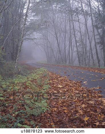 Fallen autumn leaves along winding road View Large Photo Image Stock Image - Fallen autumn leaves along winding road. Fotosearch
