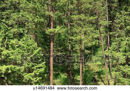 Picture - Forest. Fotosearch