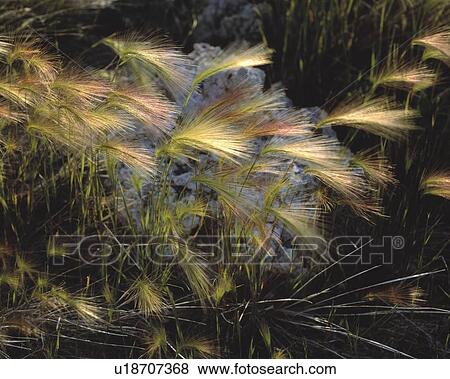Foxtail barley grass View Large Photo Image Stock Photo - Foxtail barley grass. Fotosearch
