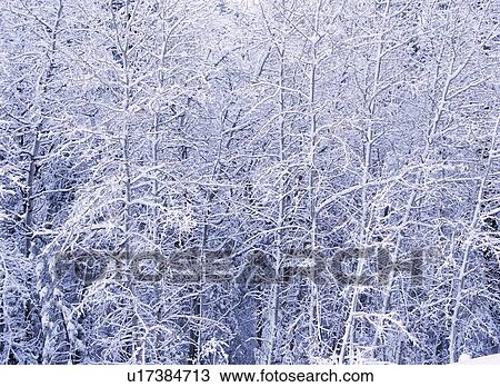 Stock Image - Fresh snow fallen on bare branches. Fotosearch