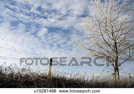 Frost tree View Large Photo Image Stock Photo - Frost tree. Fotosearch