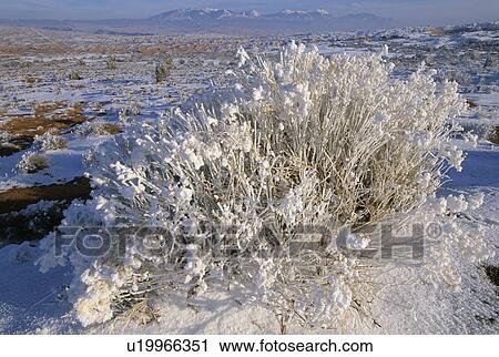 Stock Image - Frosted rabbitbush, Arches National Park, Utah. Fotosearch