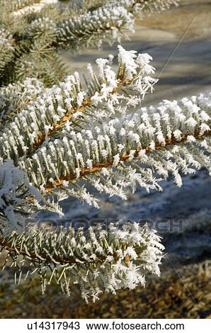 Frosty branches View Large Photo Image Stock Image - Frosty branches. Fotosearch