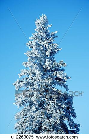 Frosty coniferous tree View Large Photo Image Stock Photography - Frosty coniferous tree. Fotosearch