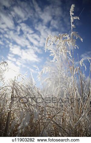 Frosty grass View Large Photo Image Stock Image - Frosty grass. Fotosearch