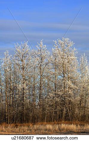 Stock Photo - Frosty trees. Fotosearch