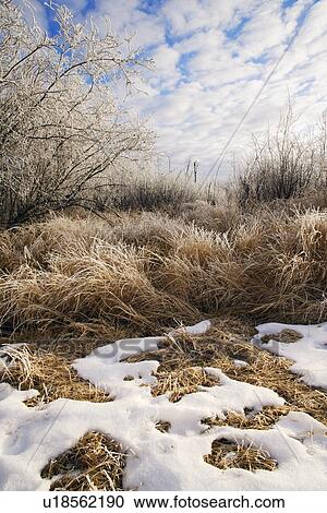 Frozen grass in a field View Large Photo Image Stock Image - Frozen grass in a field. Fotosearch