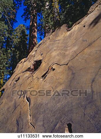 Stock Image - Giant sequoia log in forest. Fotosearch