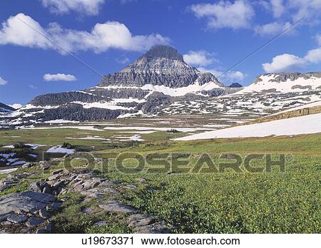 Stock Image - Glacier lilies in alpine meadow. Fotosearch
