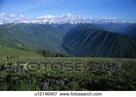 Grassy mountains View Large Photo Image Stock Photo - Grassy mountains. Fotosearch