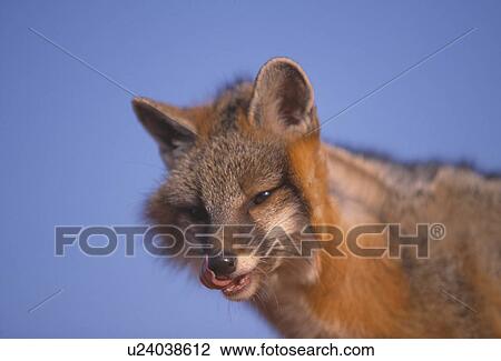 Gray fox View Large Photo Image Stock Image - Gray fox. Fotosearch