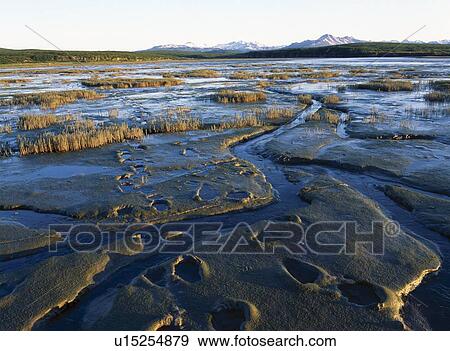 Stock Photo - Grizzly bear tracks in Alaska. Fotosearch