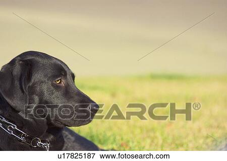 Guard dog View Large Photo Image Stock Photo - Guard dog. Fotosearch