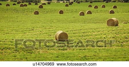 Stock Photo - Hay bales in a farmer's field. Fotosearch