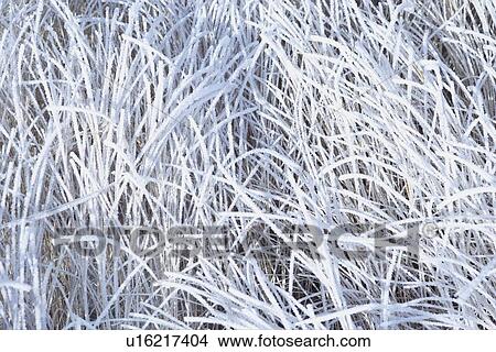Hoarfrost on grass View Large Photo Image Picture - Hoarfrost on grass. Fotosearch
