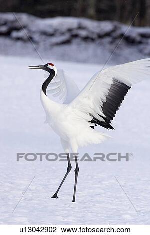 Japanese crane dancing in the snow, Hokkaido, Japan View Large Photo Image Stock Image - Japanese crane dancing in the snow, Hokkaido, Japan. Fotosearch